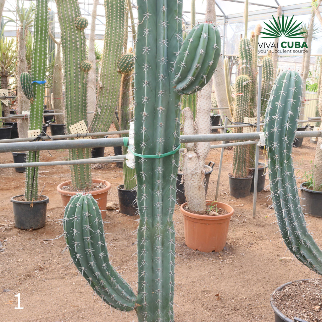Pachycereus webery