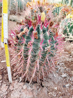 Ferocactus - Vibrant red spines
