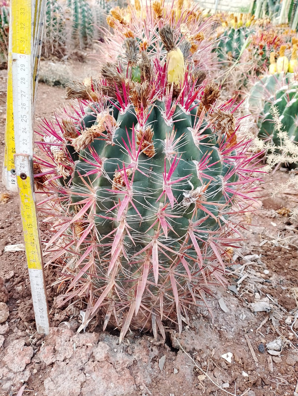 Ferocactus - Vibrant red spines
