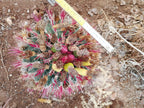 Ferocactus - Vibrant red spines