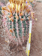 Ferocactus - Robust spines