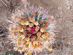 Ferocactus - Robust spines