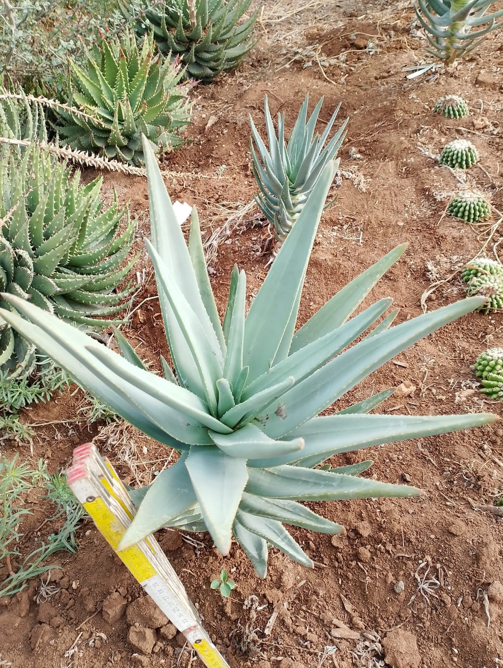 Aloe dichotoma - Grown from our seeds