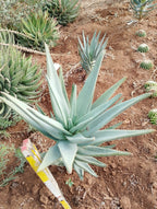 Aloe dichotoma - Grown from our seeds