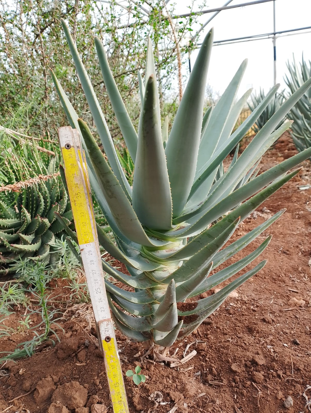 Aloe dichotoma - Grown from our seeds