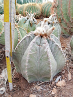 Astrophytum myriostigma × ornatum - Light color, spineless
