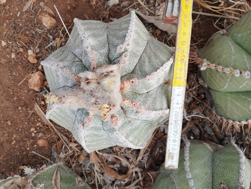 Astrophytum myriostigma × ornatum - Light color, spineless