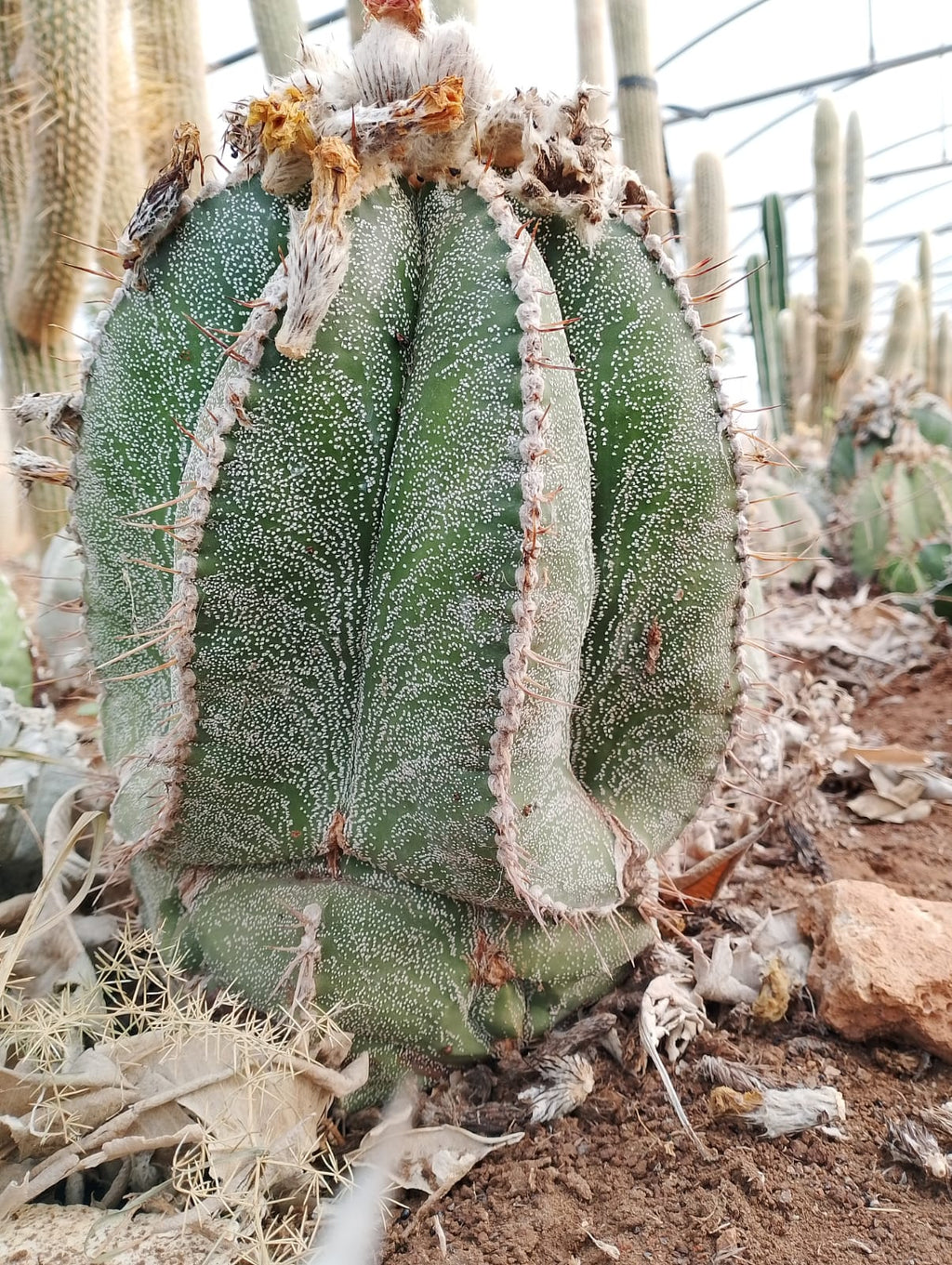 Astrophytum myriostigma × ornatum - Dark color, spines