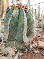 Astrophytum myriostigma × ornatum - Dark color, spines
