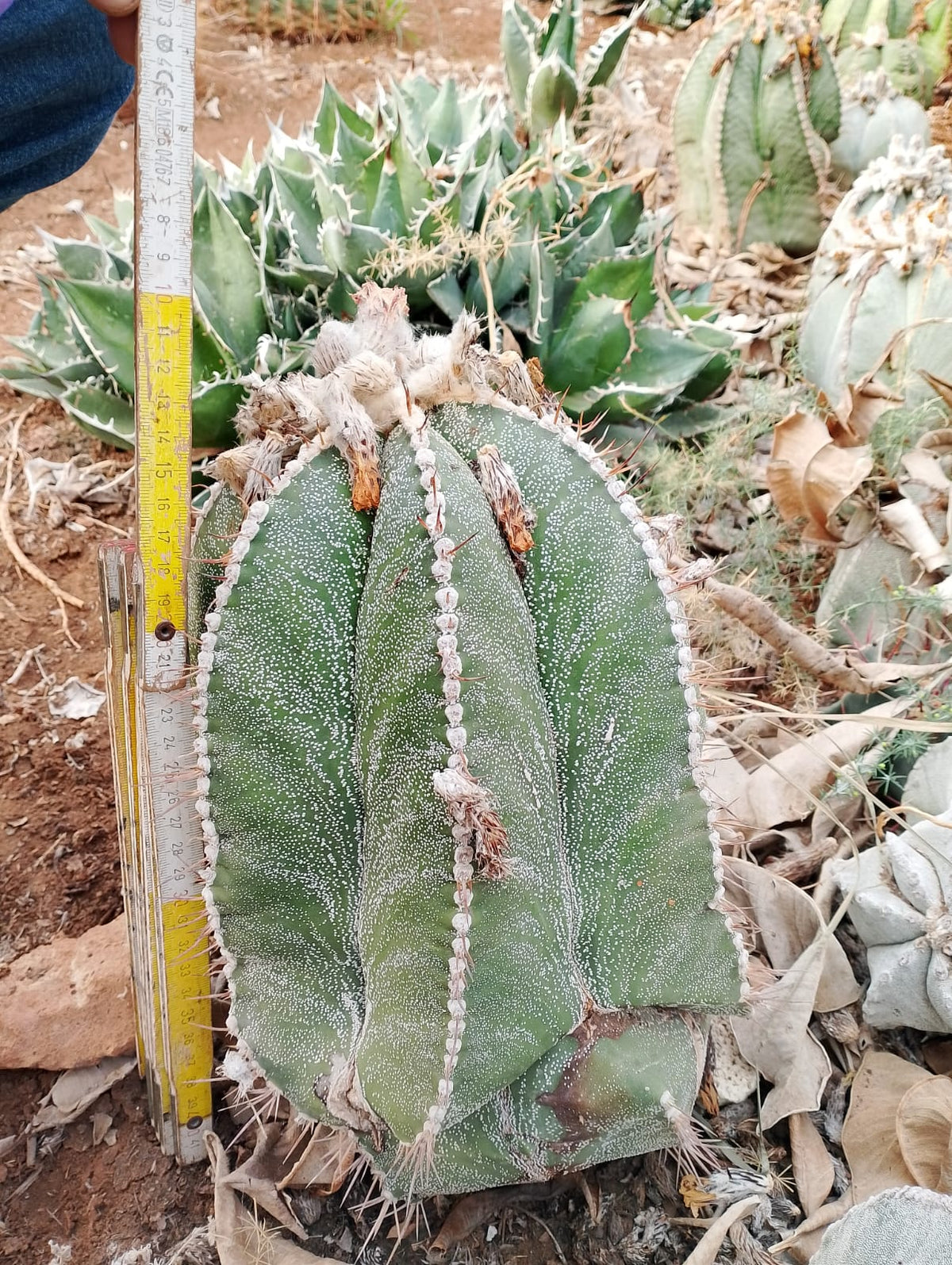 Astrophytum myriostigma × ornatum - Dark color, spines