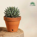 Agave victoriae-reginae