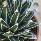 Agave victoriae-reginae