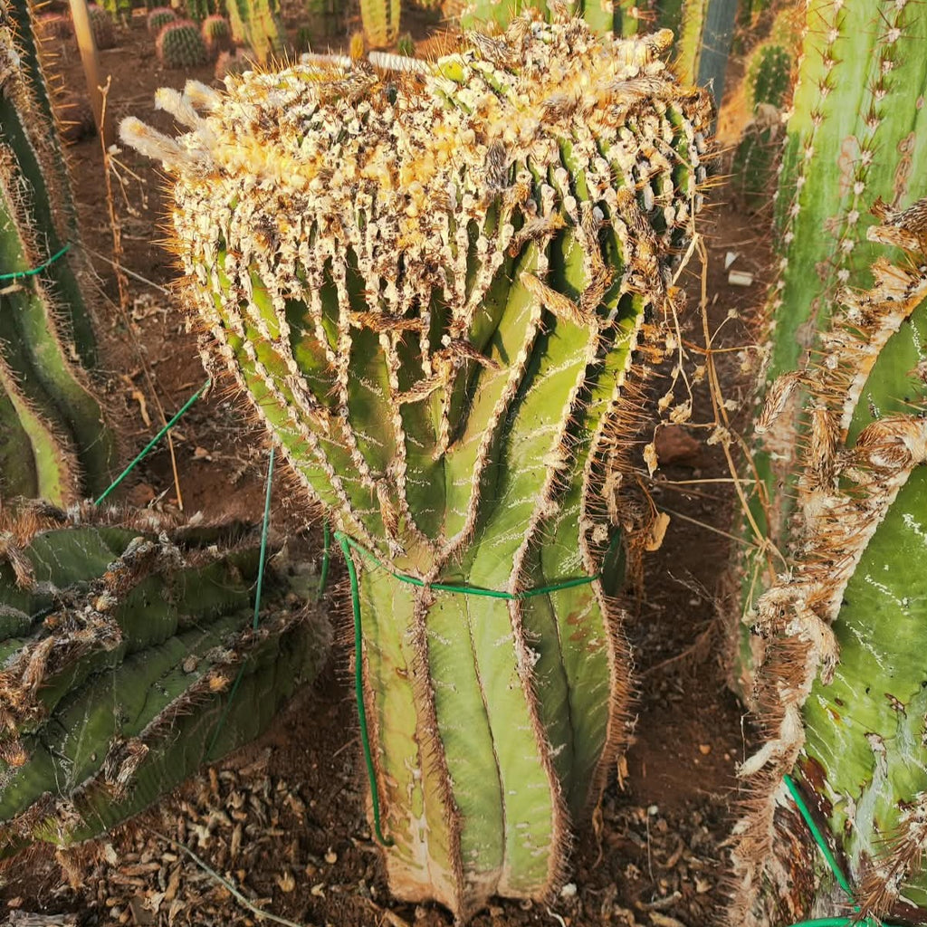 Crested Astrophytum ornatum - Massive