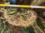 Crested Astrophytum ornatum - Massive