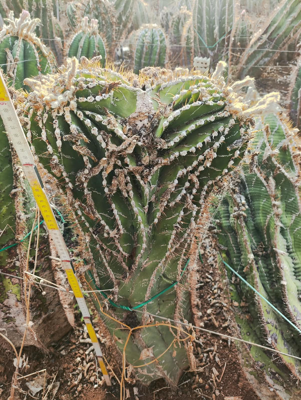 Crested Astrophytum ornatum - Massive
