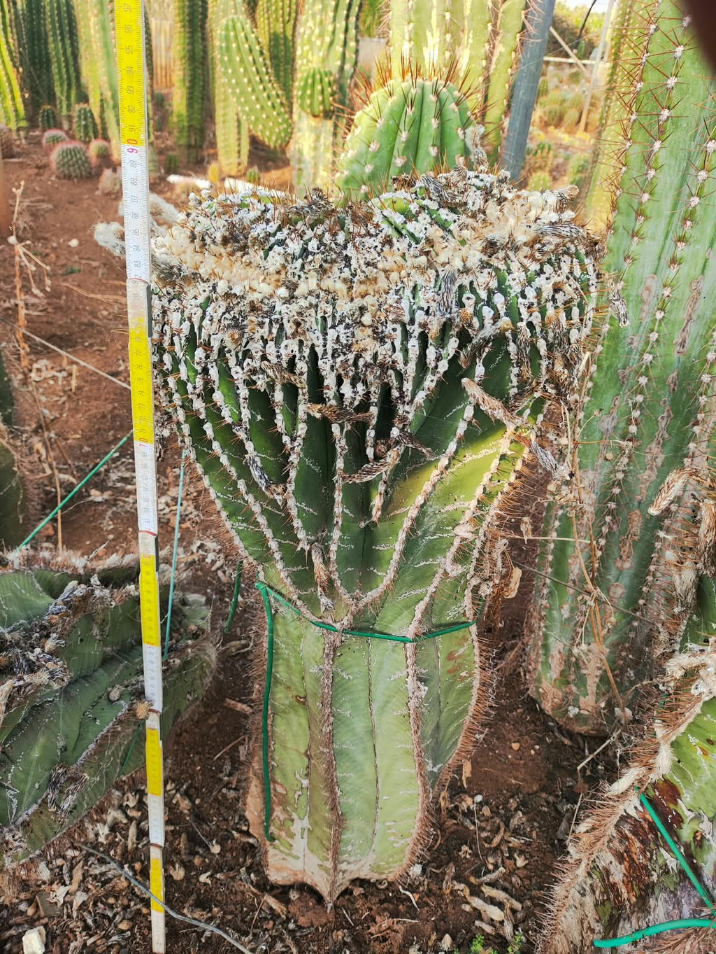 Crested Astrophytum ornatum - Massive