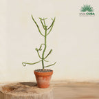 Euphorbia alluaudii