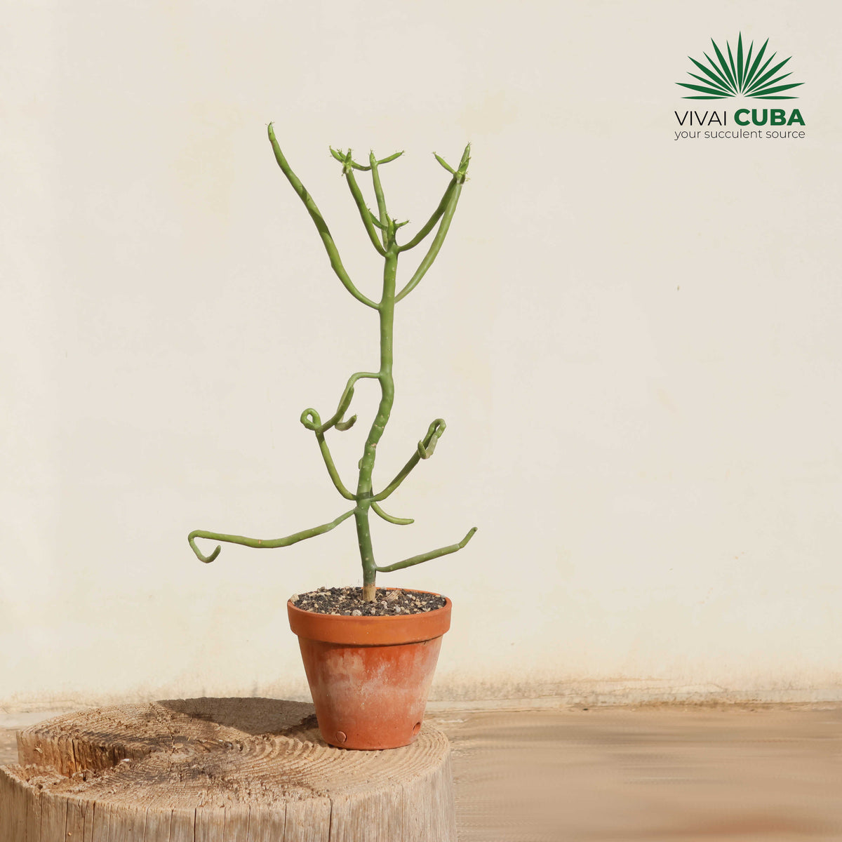 Euphorbia alluaudii