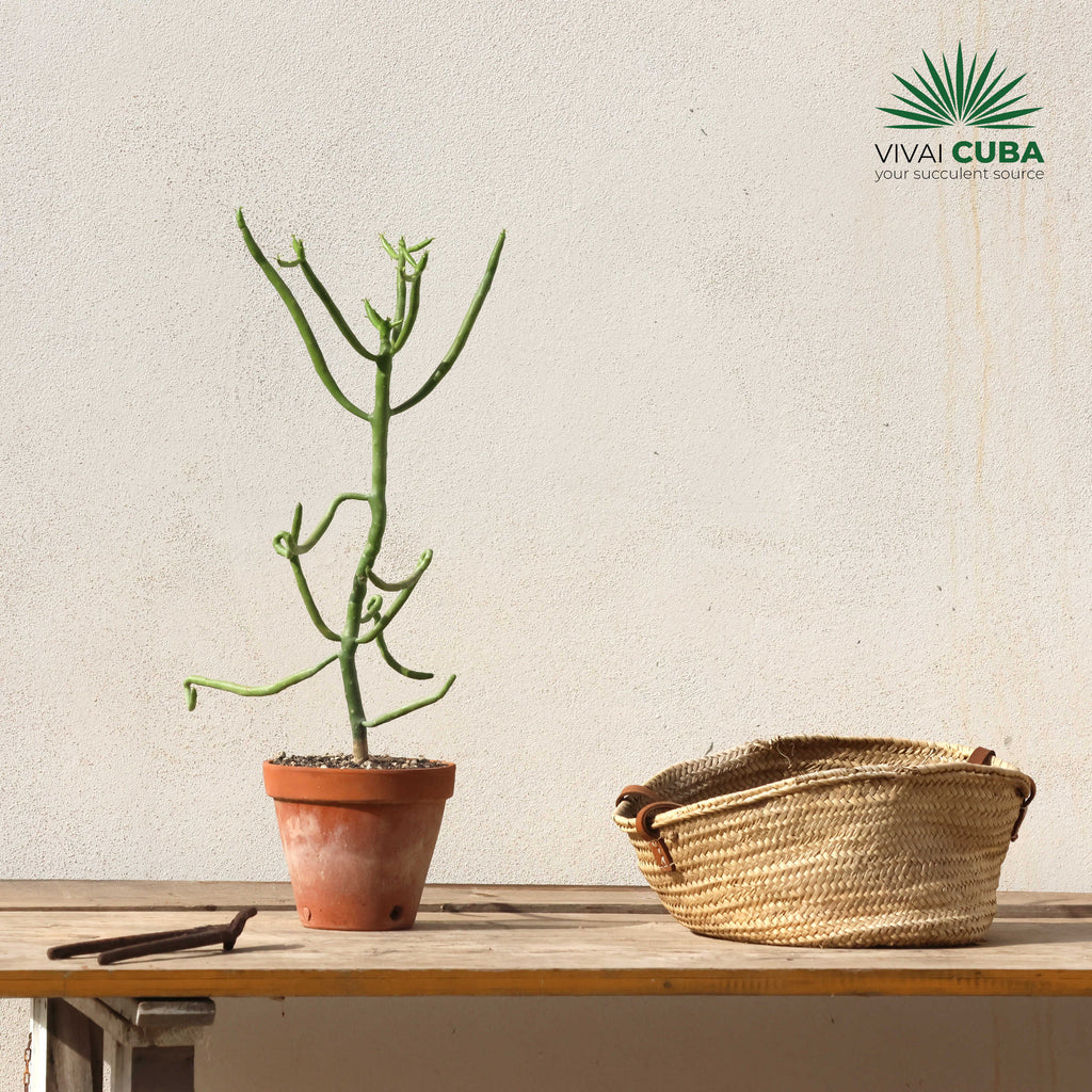 Euphorbia alluaudii