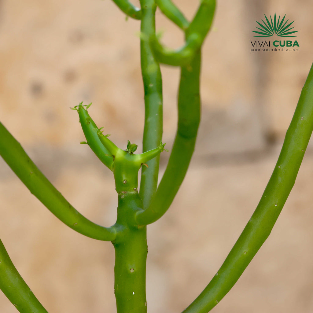 Euphorbia alluaudii