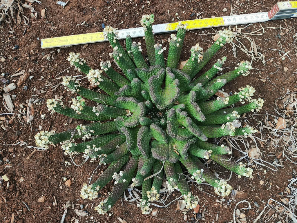 Crested Euphorbia inermis