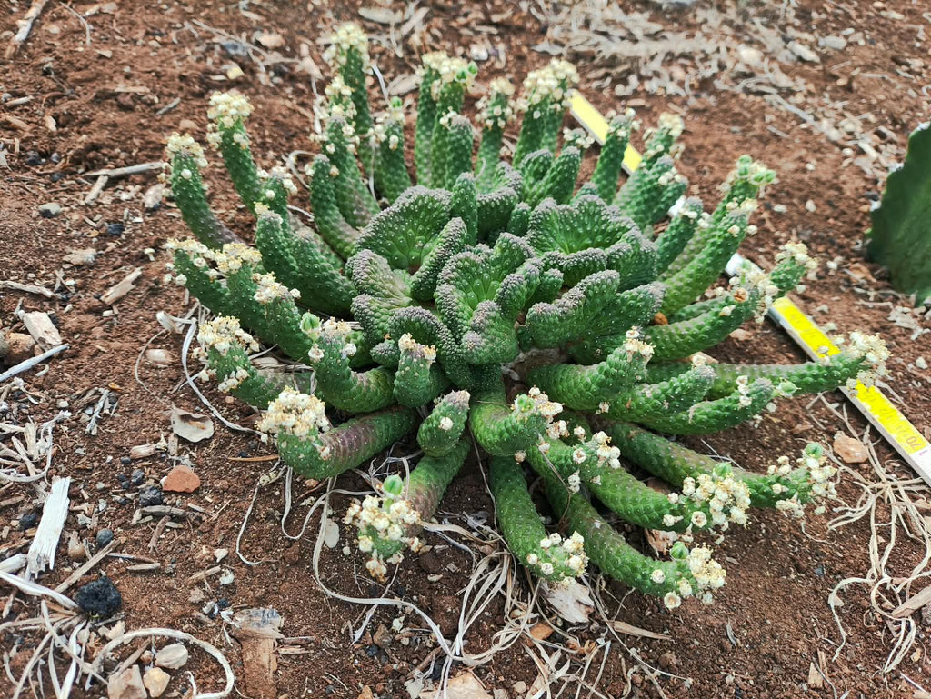 Crested Euphorbia inermis