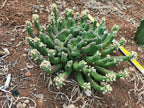 Crested Euphorbia inermis
