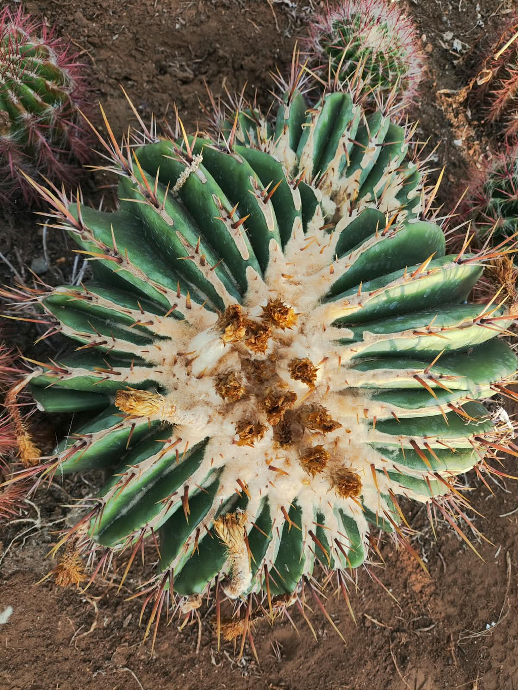 Monstrous Echinocactus ingens