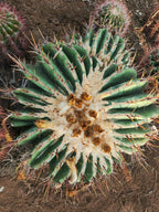 Monstrous Echinocactus ingens