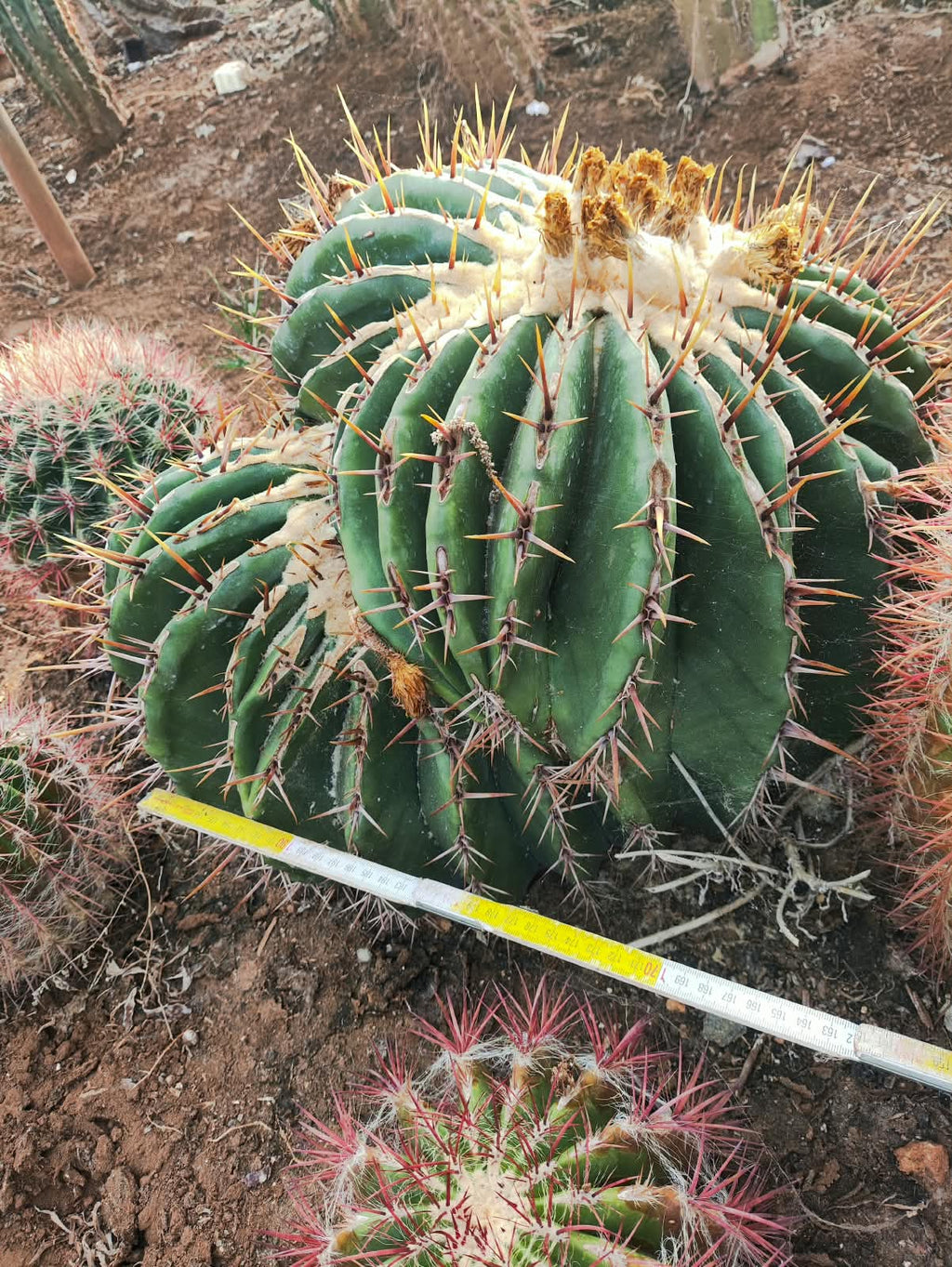 Monstrous Echinocactus ingens