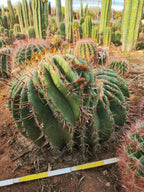 Monstrous Echinocactus ingens