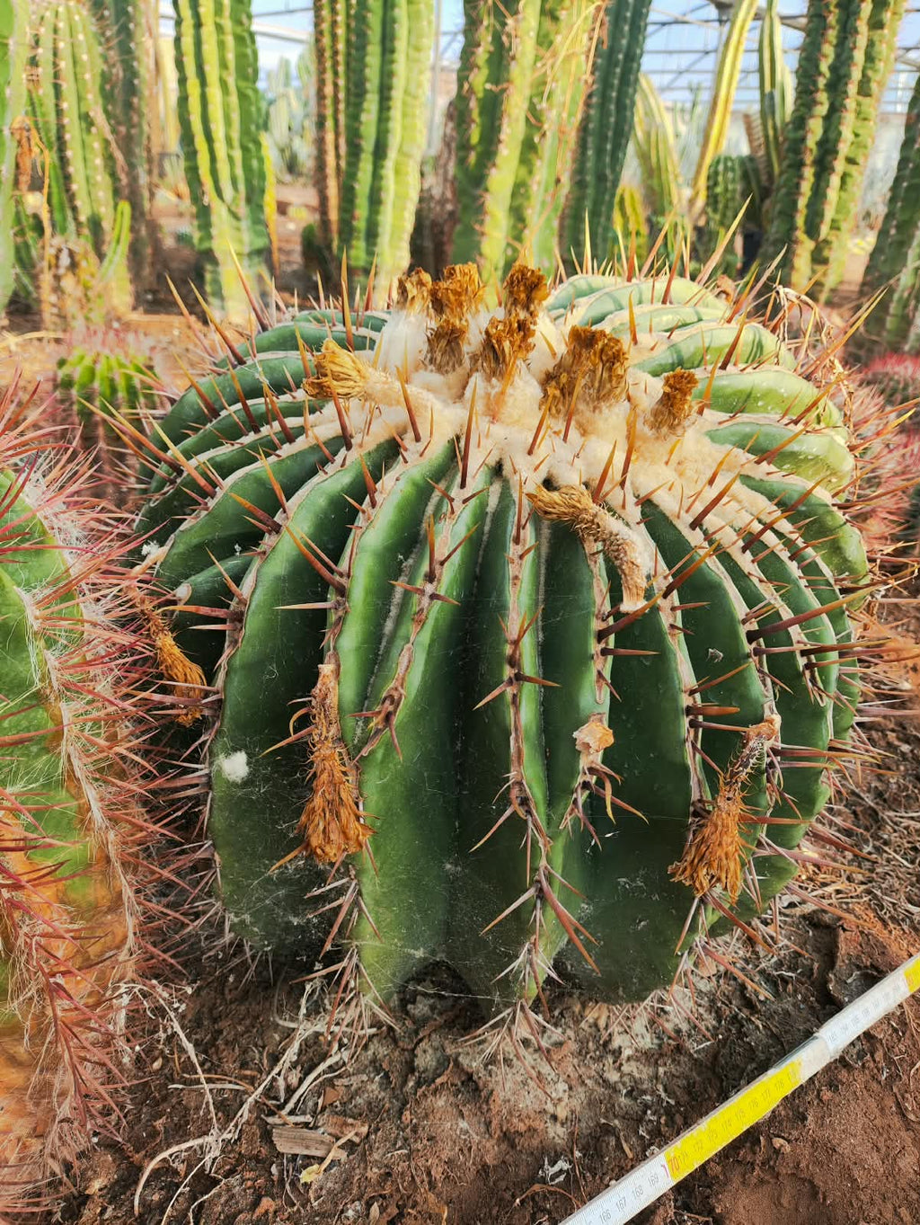 Monstrous Echinocactus ingens