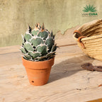 Agave titanota