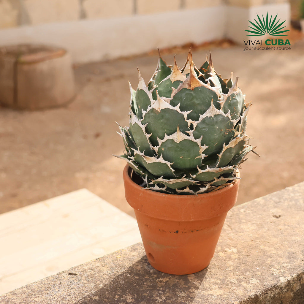 Agave titanota