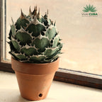 Agave titanota