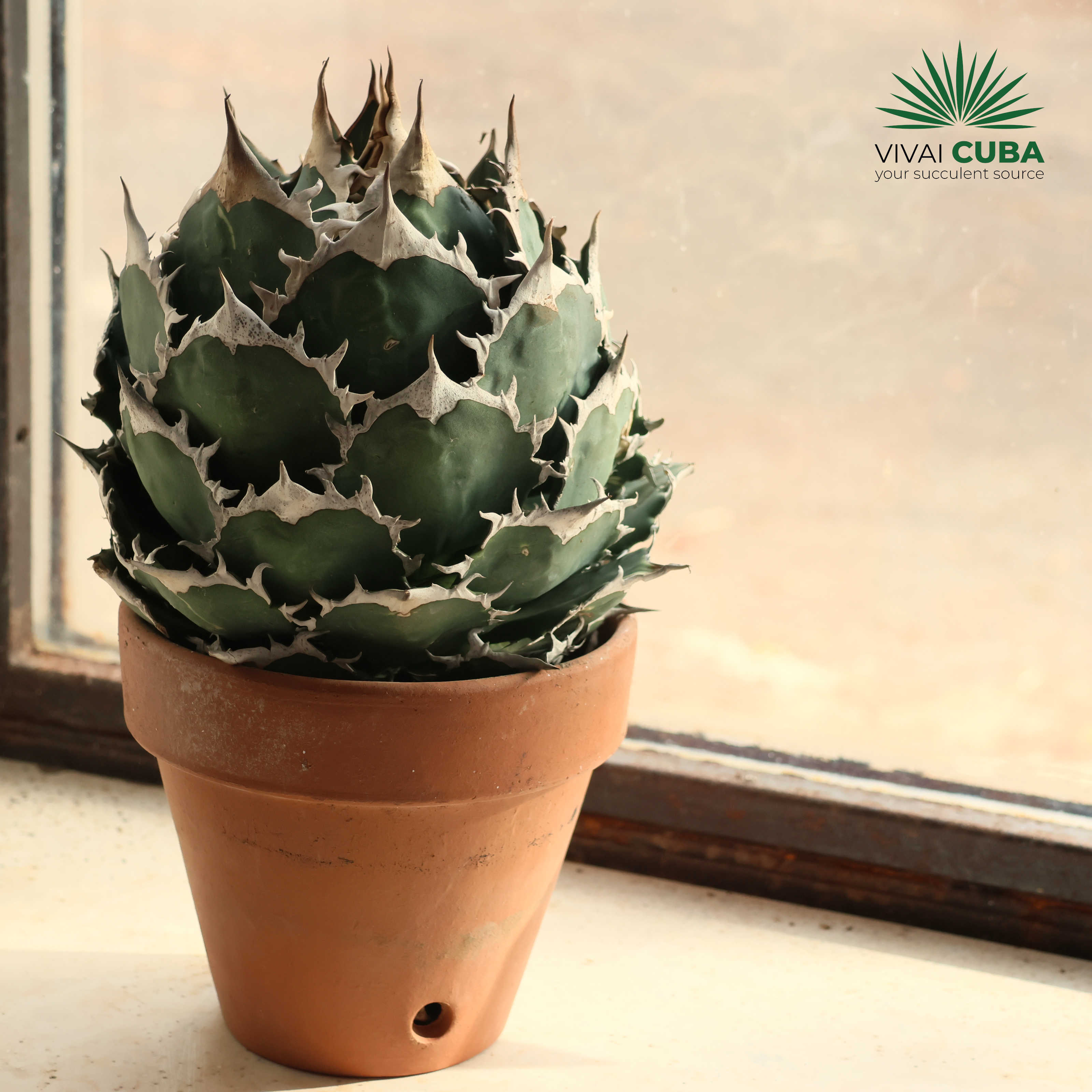 Agave titanota