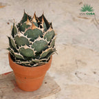 Agave titanota