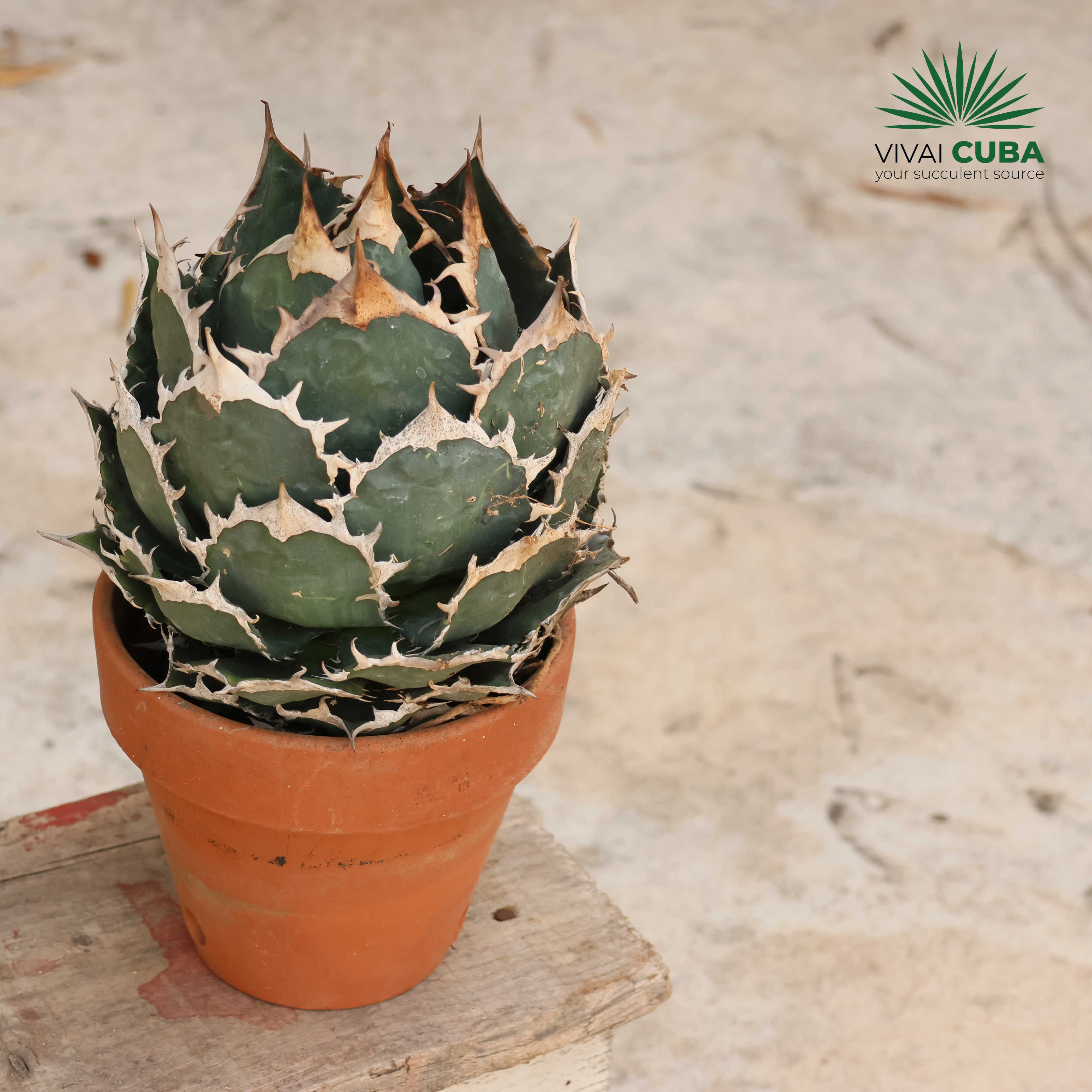 Agave titanota