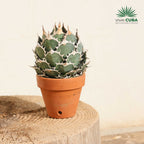 Agave titanota