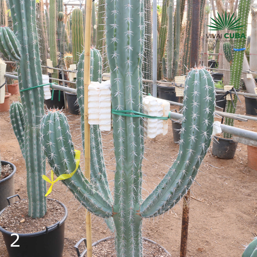 Pachycereus webery