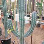 Pachycereus webery