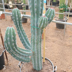 Pachycereus webery