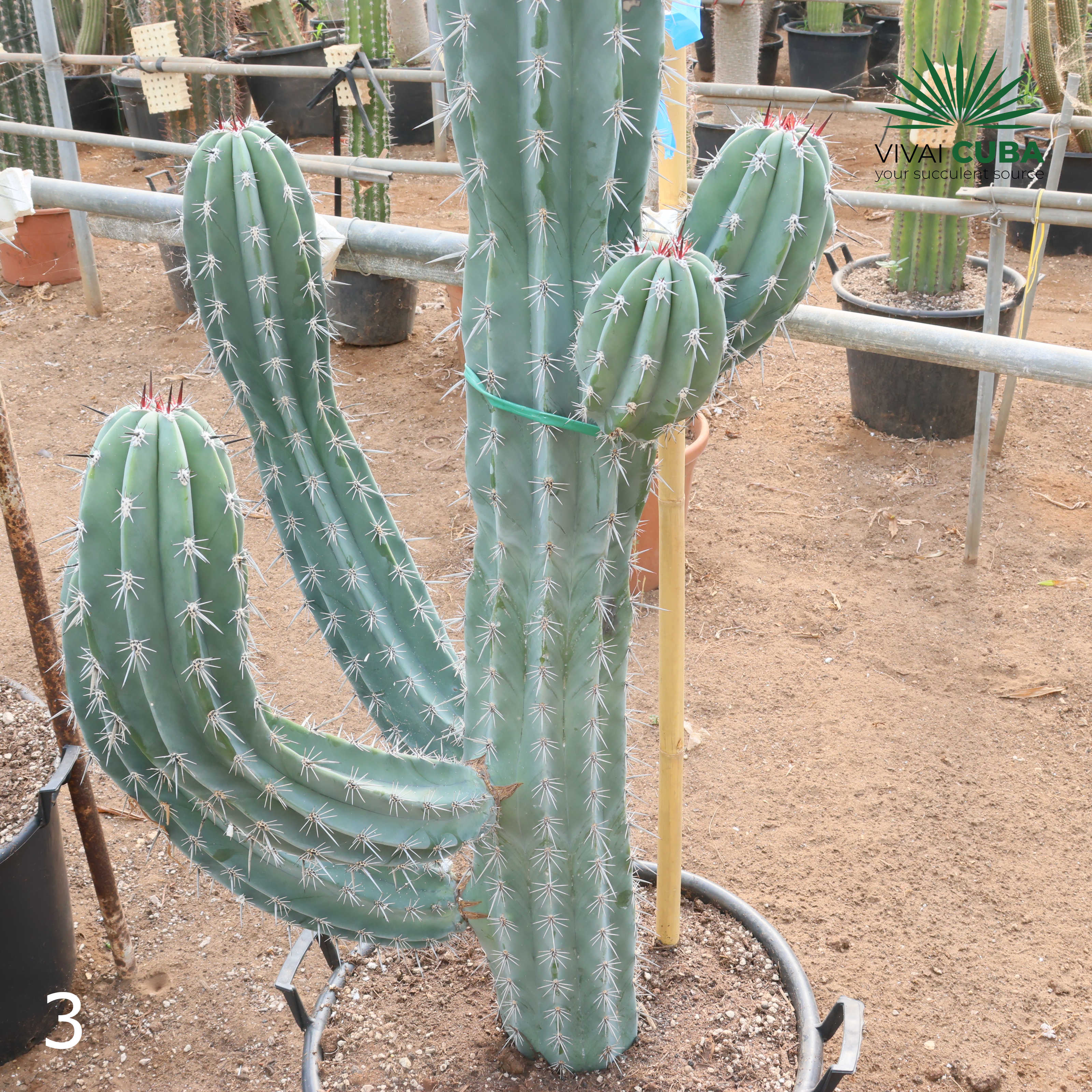 Pachycereus webery
