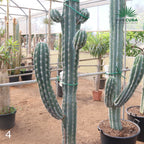Pachycereus webery
