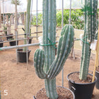 Pachycereus webery