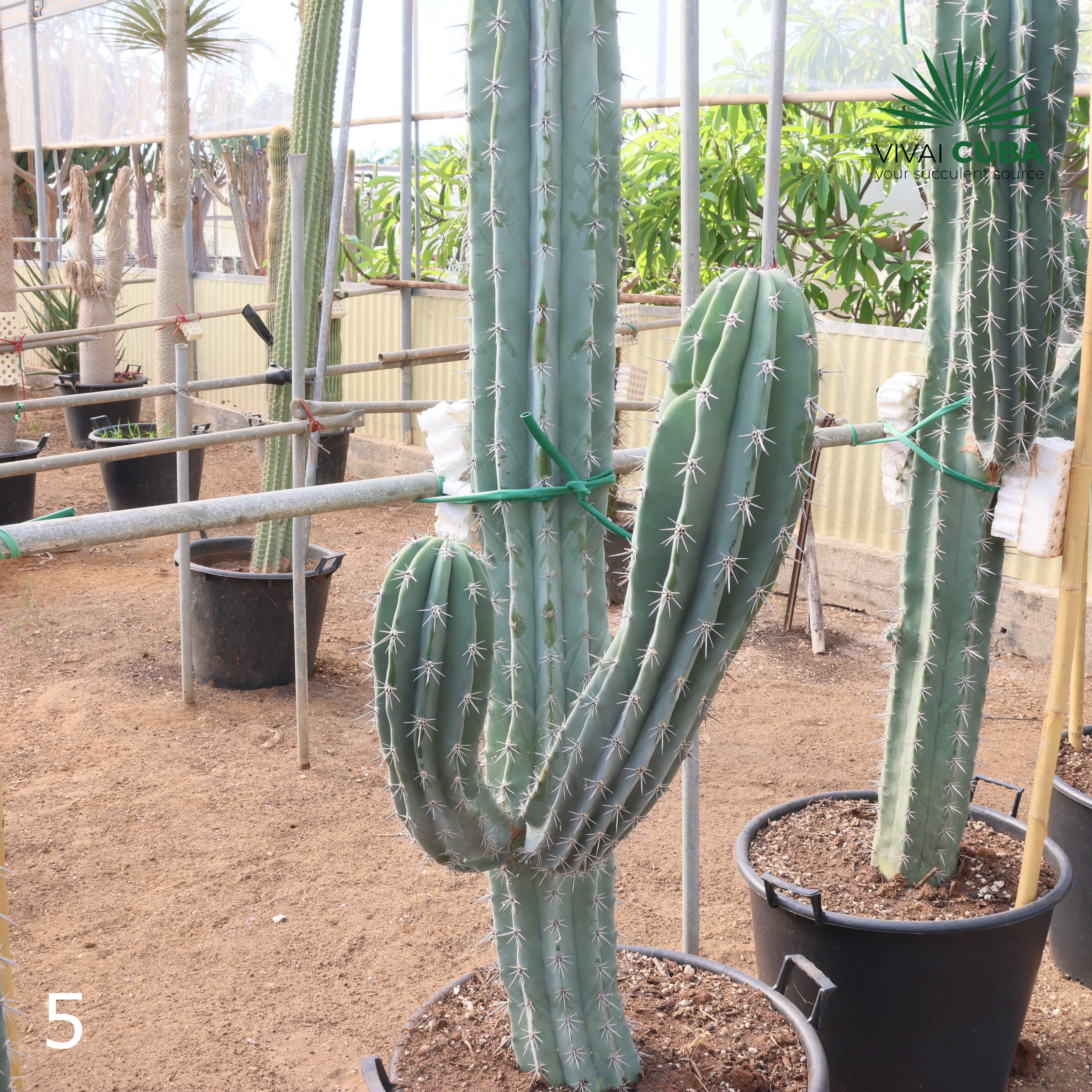 Pachycereus webery