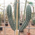 Pachycereus webery