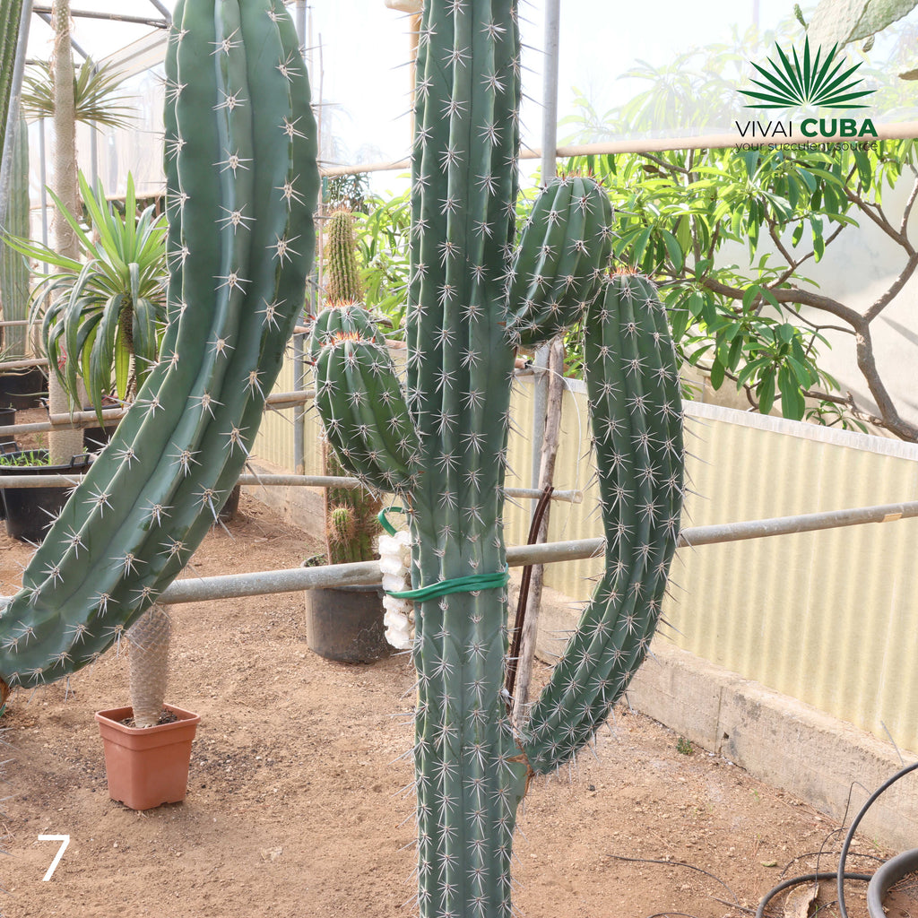 Pachycereus webery
