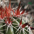 Pachycereus webery