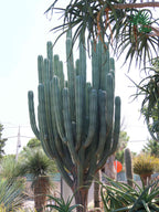 Pachycereus webery